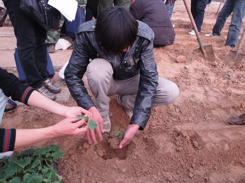 职业技能鉴定——设施蔬菜幼苗定植