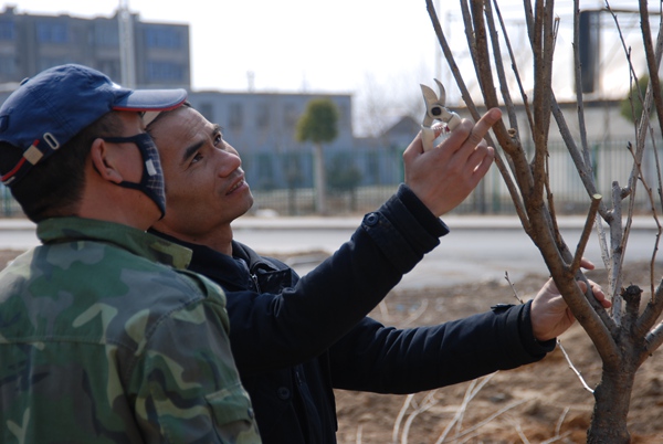 绿化现场 绿化现场