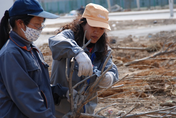 绿化现场 绿化现场