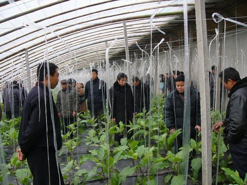 受训学员在学院培训基地日光温室内见习设施蔬菜栽培技术