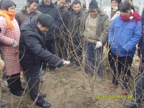 我院马立功教授进行果树修剪现场教学