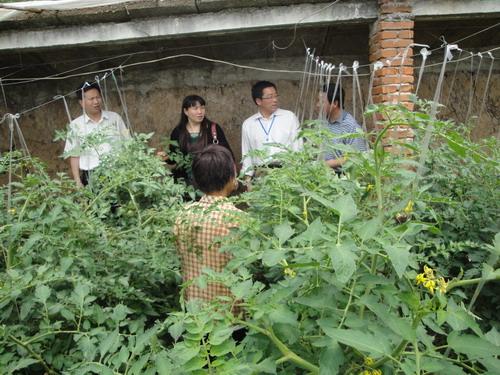 在新沂市新安镇调研蔬菜生产大户培训需求